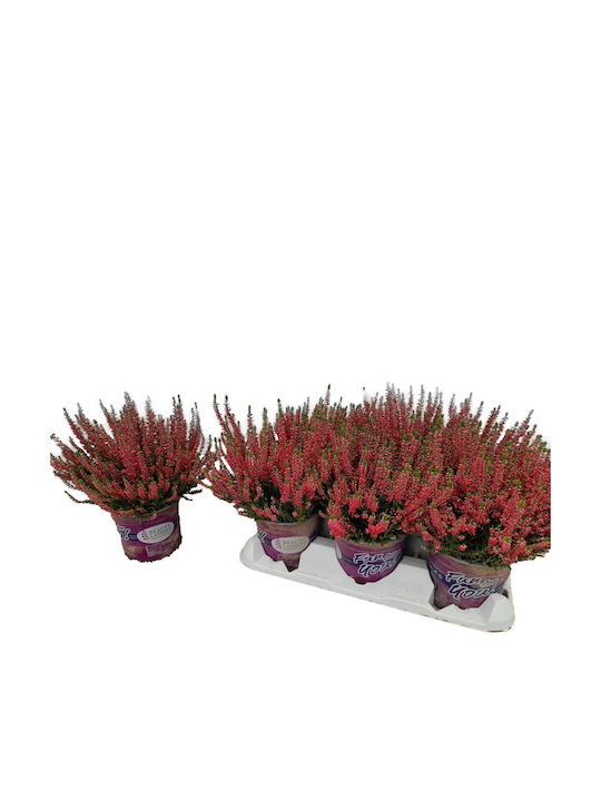 Calluna Beauty Ladies 'Merlyn' 12cm