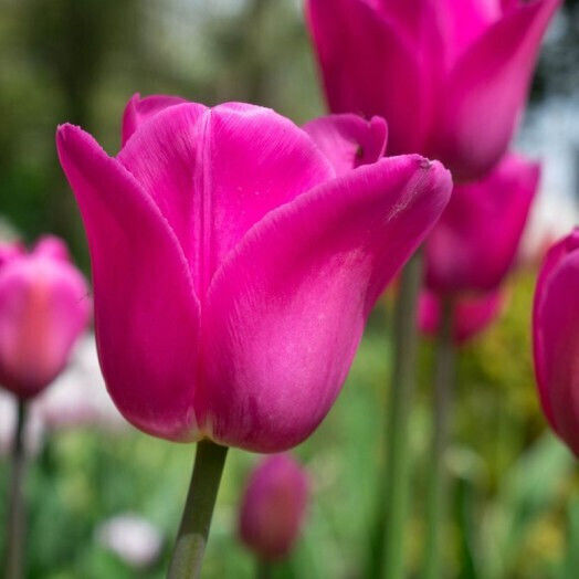 Primasem Zwiebel Tulpeς Rosa Autositz Biologischer Anbau