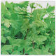 Paloma Napkins 20pcs Food Parsley 33x33cm