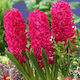 Primasem Zwiebel Hyacinthus Grün