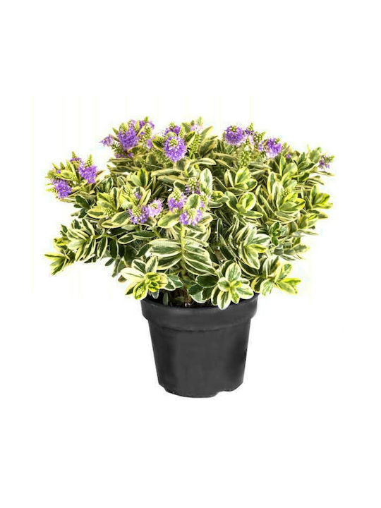 Oem Veronica Panasé Nana Shrub 3 Lt 40/60