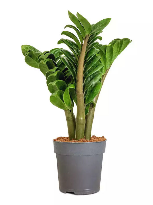 Zamioculcas Zamiifolia Zenzi