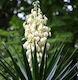 Yucca Filamentosa Bulb Size I