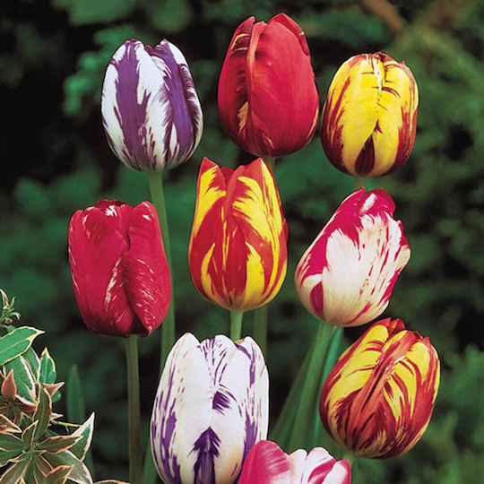 Tulpenzwiebeln Zweifarbige (5 Farben) Tulpenzwiebeln Zweifarbige (5 Farben)