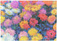 Paperblanks Document Folder Monet Chrysanthemums 97631