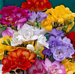 Bulb Freesia Blue