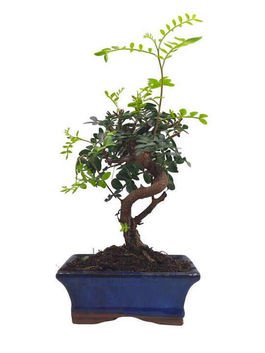 Mastic Tree Bonsai Pistacia Lentiscus