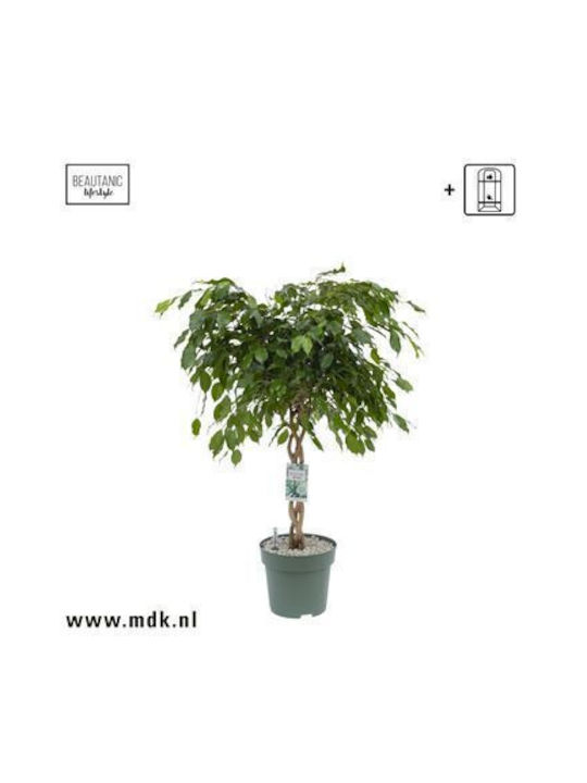 Ficus Benjamina Exotica Geflochten