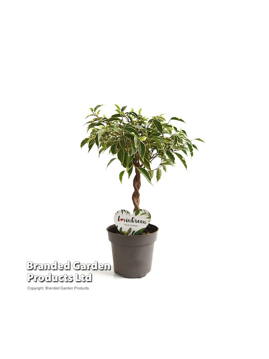 Ficus Benj Nina Kumani Braided