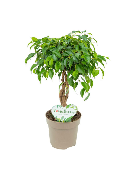 Ficus Benjamina Tarana Împletit