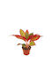 Aglaonema Red Fire