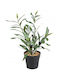 Artificial Plant in Small Pot Olive 35cm