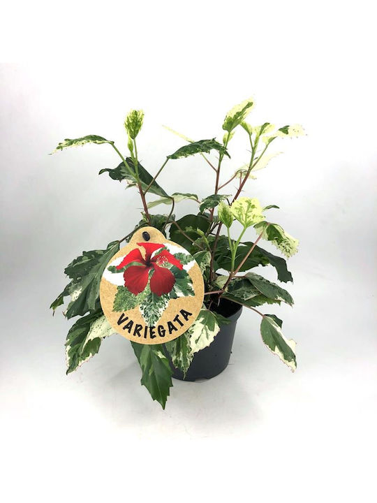 Hibiscus Rosa Variegata