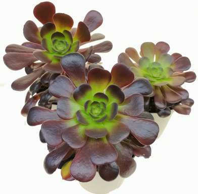 Aeonium Arboreum