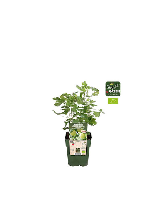 Ribes 'mr Green' Bio 13cm Ribes 'mr Green' Bio 13cm