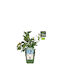 Vaccinium 'blue Roma' Bio 13cm