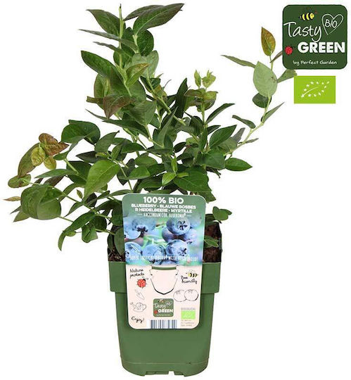 Vaccinium 'blue Roma' Bio 13cm