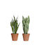 Jardi Τεχνhto Φυτο Sansevieria Φ11x37cm - Πρασινο