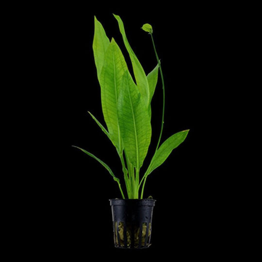 Tropica Echinodorus Bleherae Live Aquarium Plant
