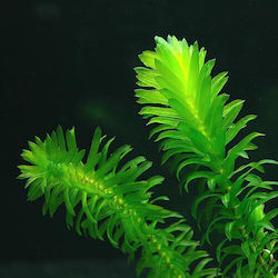 Abyssos Elodea Densa Live Aquarium Plant