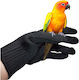 Papageien-Trainings-Handschutz-Set