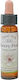 Crystal Herbs Δαμασκηνιά (cherry Plum) Ανθοΐαμα 10ml 1τμχ