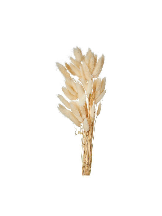 Dried Plant Bunny Tails Ecru