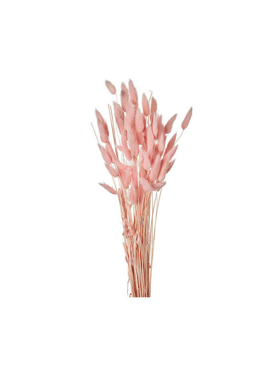 Plantă Uscată Cozi de iepuraș Pink