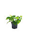 Pothos Zimmerpflanze