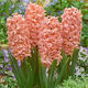 Primasem Zwiebel Hyacinthus Mangekyō
