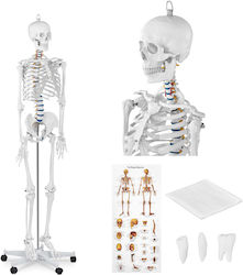 Anatomisches Modell Menschliches Skelett 176 cm + Anatomisches Poster Anatomisches Modell Menschliches Skelett 176 cm + Anatomisches Poster