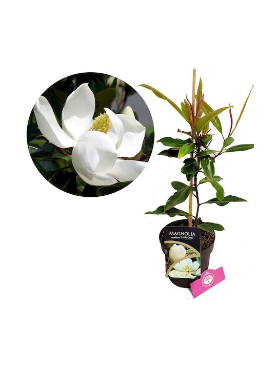"μαγνόλια” Magnolia Grandiflora Little Gem Αρωματικη "μαγνόλια” Magnolia Grandiflora Little Gem Αρωματικη