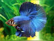 Betta Splendens 3-4cm Female Halfmoon Assorted