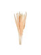Dried Plant Pampas Grass 60cm 15pcs Nuova Vita