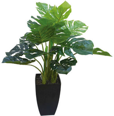 Monstera In Topfpflanze 65cm Marhome