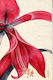 Oxy Lilium Notebook 14x21