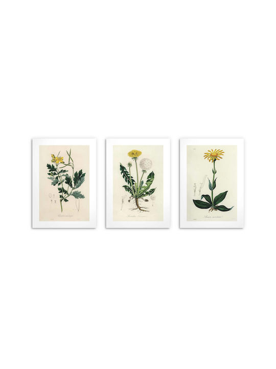 Posters Kitchen Medicinal Plants Wall Decoration Dandelion 3x30x40