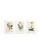 Posters Kitchen Medicinal Plants Wall Decoration Dandelion 3x30x40