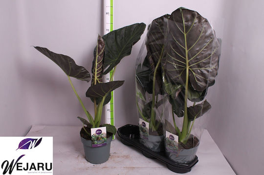 Αλοκάσια Alocasia Regal Shields Xl