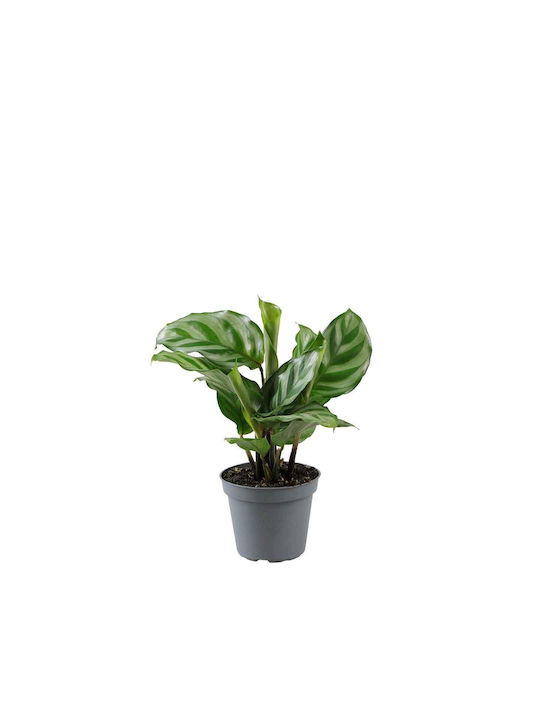 Calathea 'freddie' 6cm