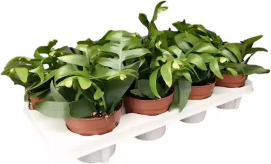 Epiphyllum Chrysocardium