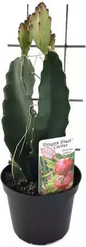 "ντράγκον Φρουτ" Hylocereus Undatus Dragon Fruit
