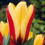 Hitparade Bulb Tulipς