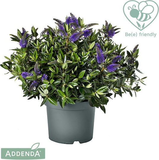Veronica Hebe Addenda Donna Blau