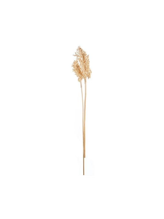 Dried Plant Ecru