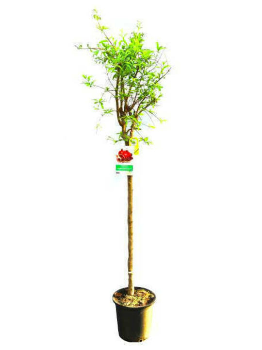 Oem Ροδιά Punica Granatum Σακούλα 3lt 1-3 Oem Ροδιά Punica Granatum Σακούλα 3lt 1-3
