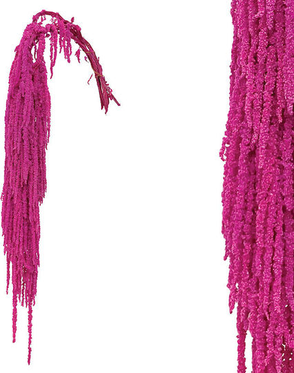 Plante Uscate Pampas Grass Fucsia Marhome