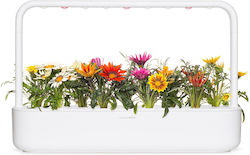 Click & Grow Smart Refill Gazania 3pcs