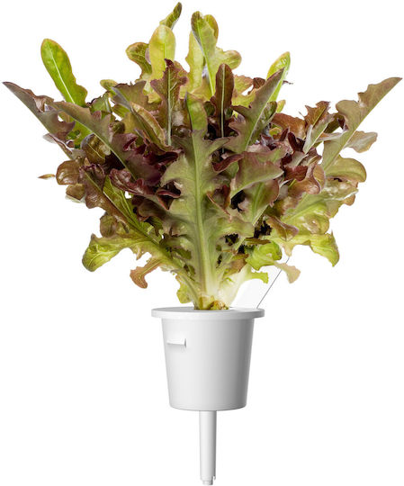 Click & Grow Smart Refill Red Oakleaf Lettuce 3pcs