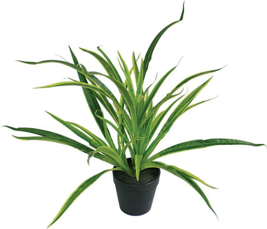 Ficus Lyrata Potted Plant 43cm